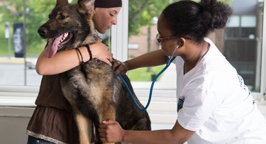 Veterinary Technology