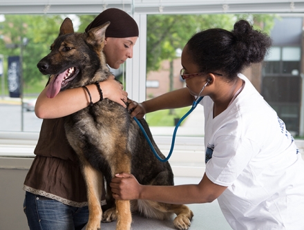 Veterinary Technology